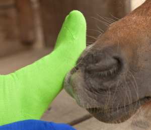 Pied avec chaussette en bambou et museau - en prendre soin en douceur