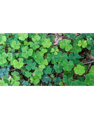 Trèfles verts