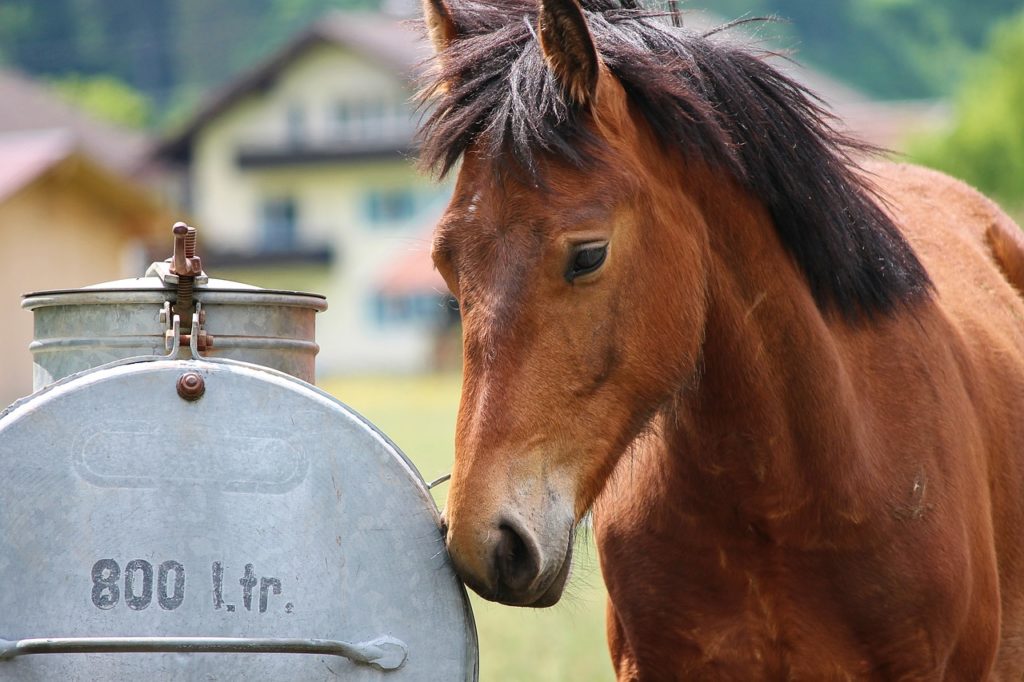 Kozysocks Le Blog A Cheval Sur Les Conseils En Equitation